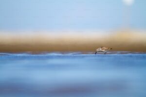 Dunlin, Spotted During Kerala Bird Race