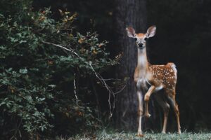 Sonai-Rupai Wildlife Sanctuary