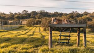 Ratapani Wildlife Sanctuary